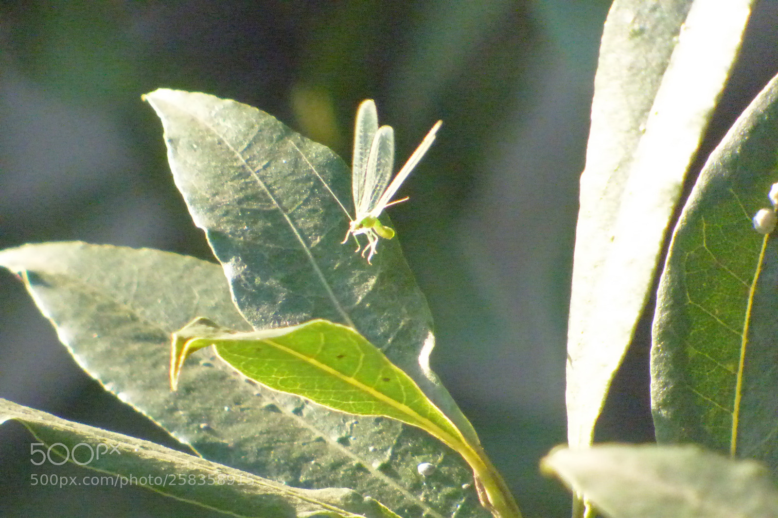Panasonic Lumix DMC-FZ70 sample photo. Untitled photography
