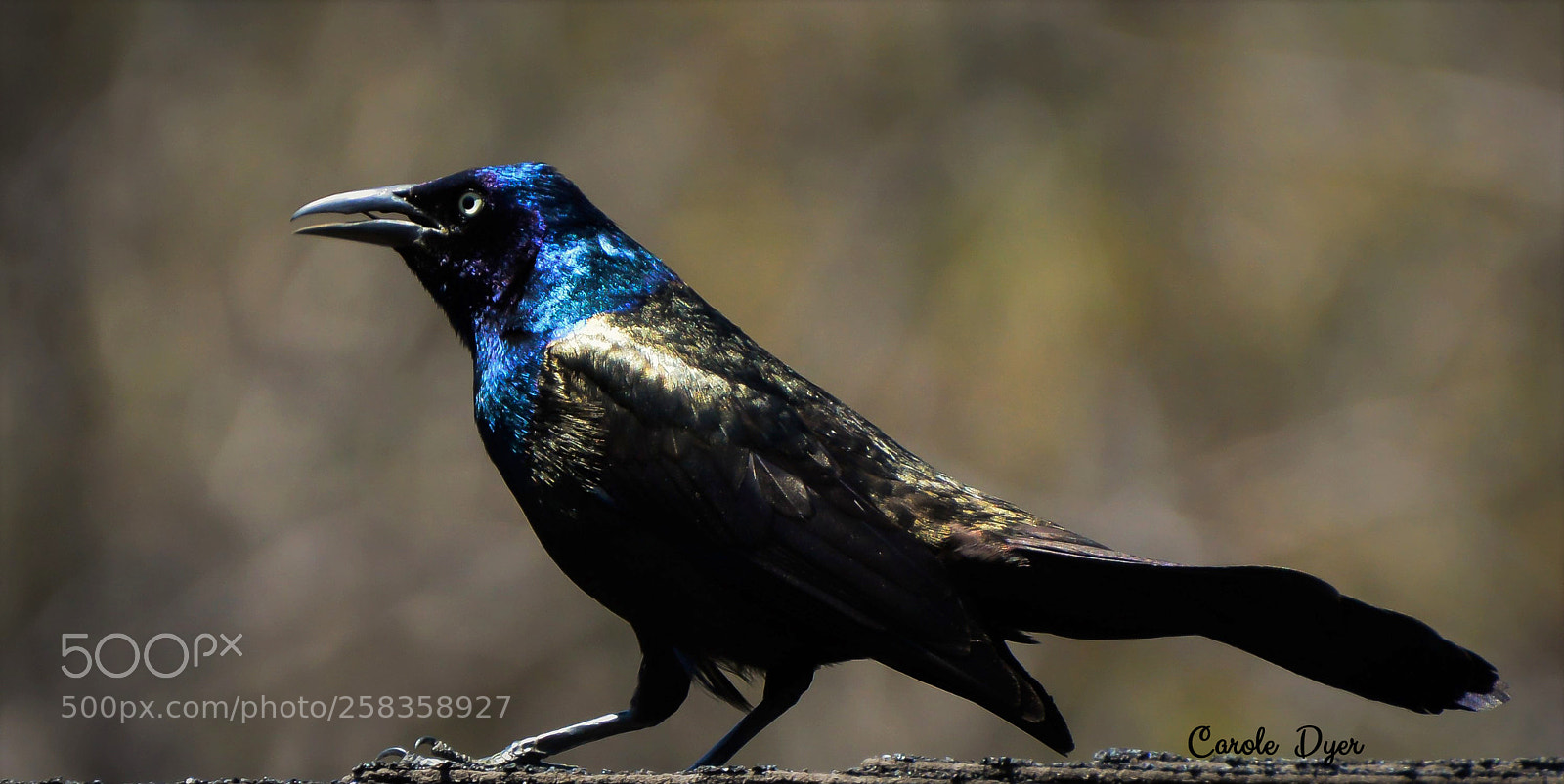 Nikon D3200 sample photo. Mr common grackle photography