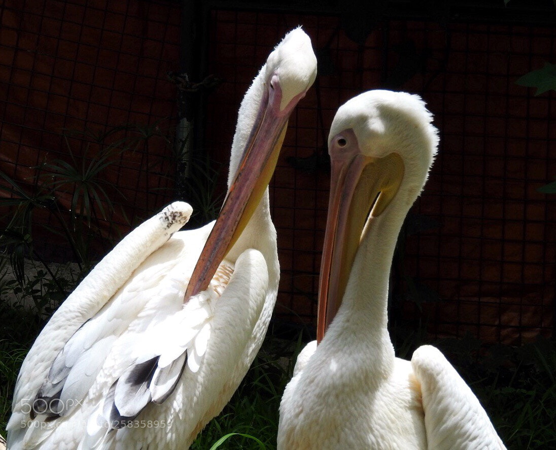 Nikon Coolpix P900 sample photo. Cebu safari adventure 2018 photography