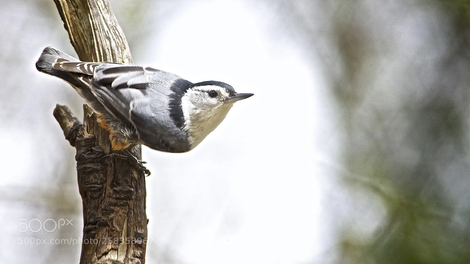 Pentax K-1 sample photo. Nuthatch photography