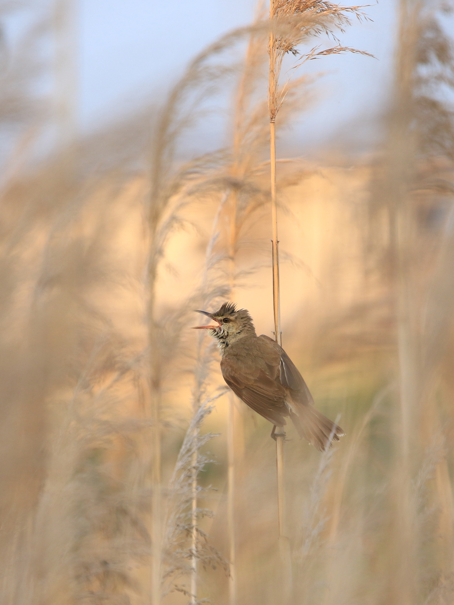 Canon EOS 7D Mark II + Canon EF 100-400mm F4.5-5.6L IS II USM sample photo. Great reed warbler  オオヨシキリ② photography