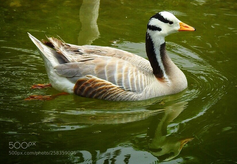 Nikon Coolpix P900 sample photo. Cebu safari adventure 2018 photography