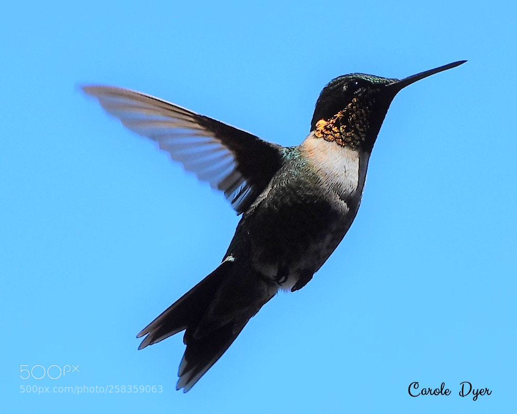Nikon D5600 sample photo. Hummingbirds have arrived! photography