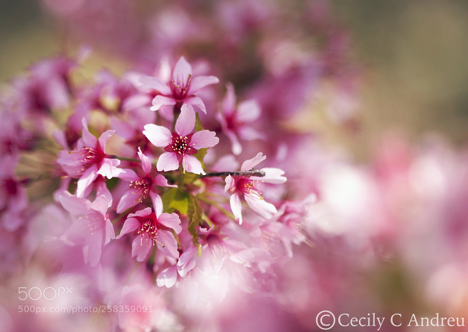 Canon EOS 40D sample photo. Springtime flowering photography