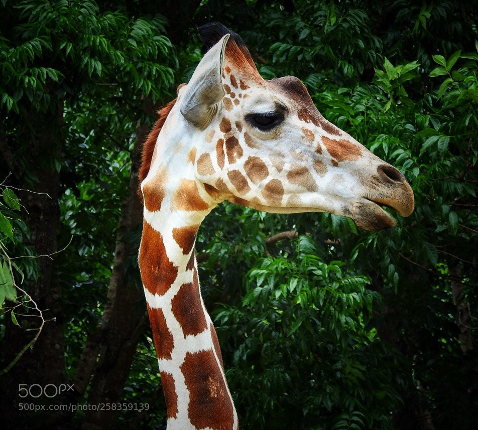 Nikon Coolpix P900 sample photo. Cebu safari adventure 2018 photography