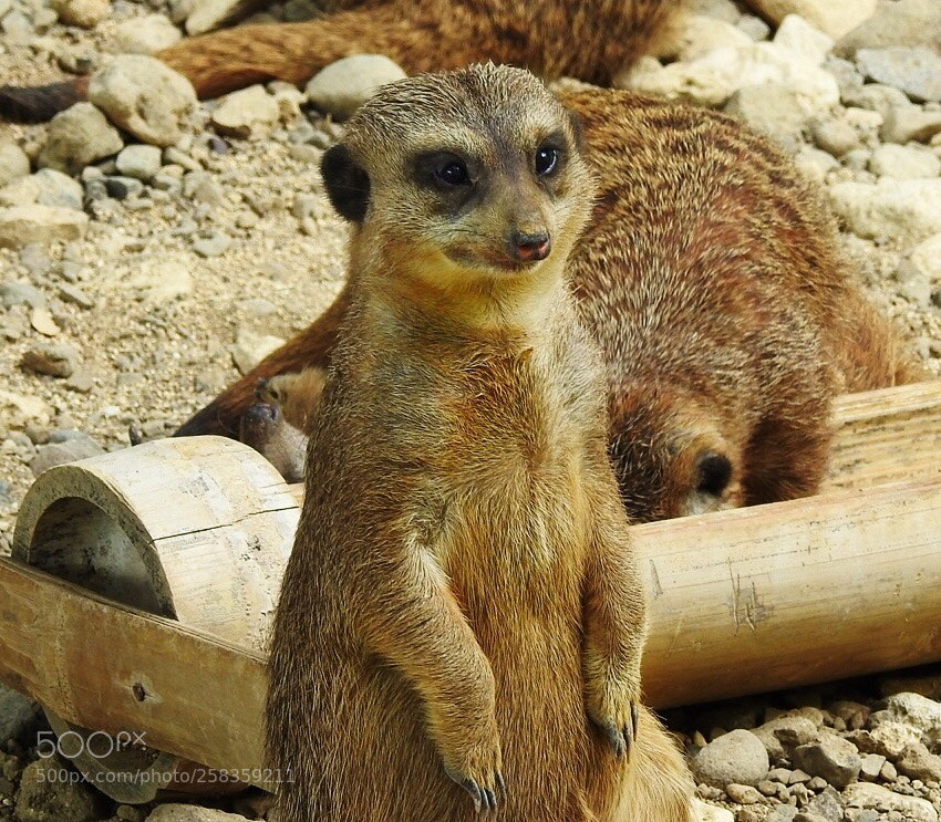 Nikon Coolpix P900 sample photo. Cebu safari adventure 2018 photography