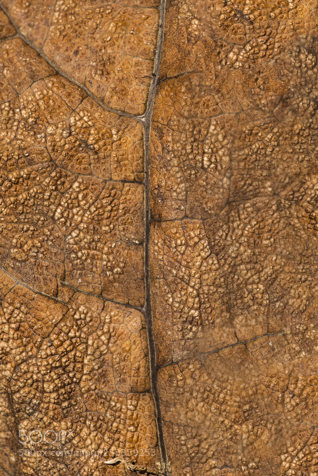 Nikon D600 sample photo. Leaf detail photography