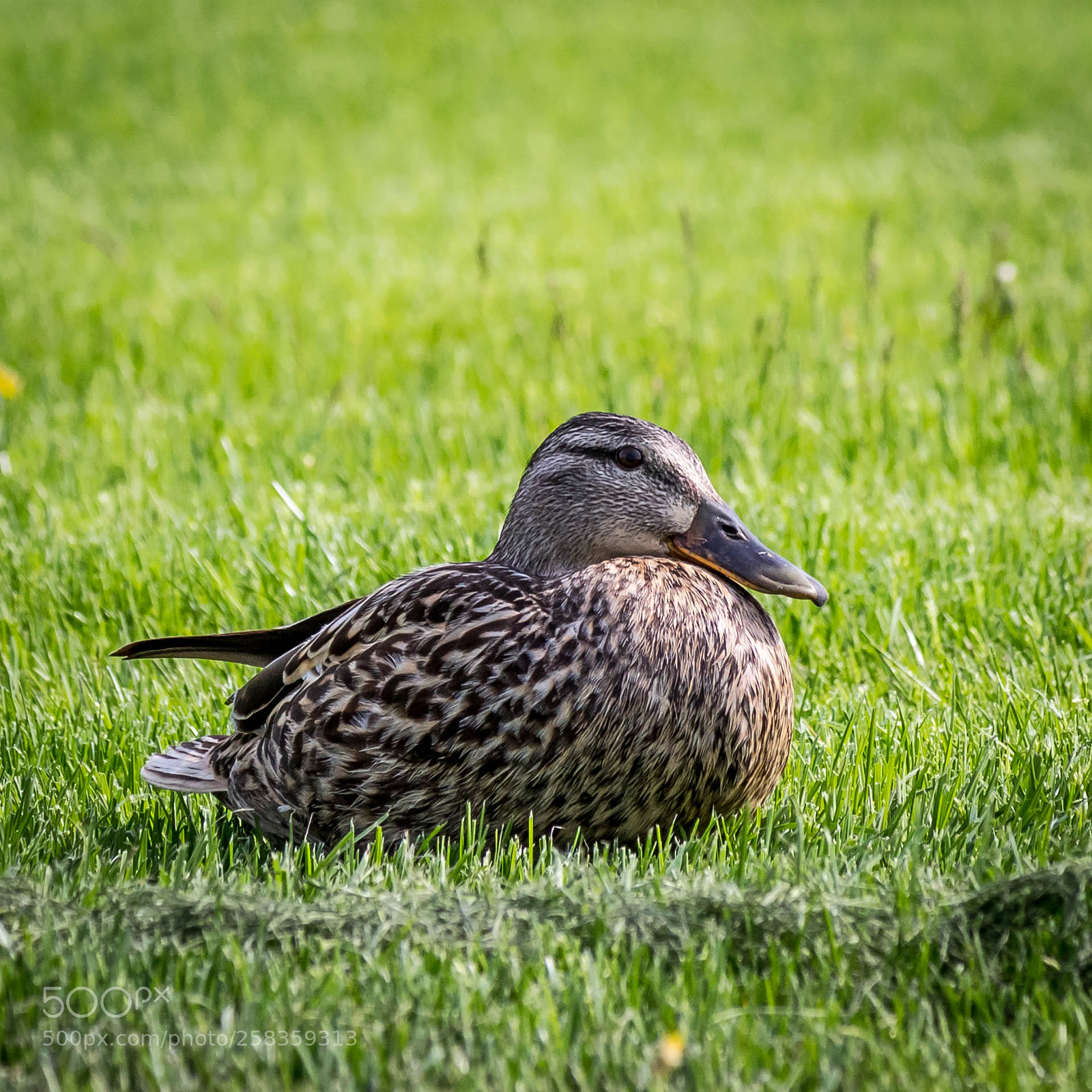 Canon EOS M10 sample photo. Mallard (female) photography