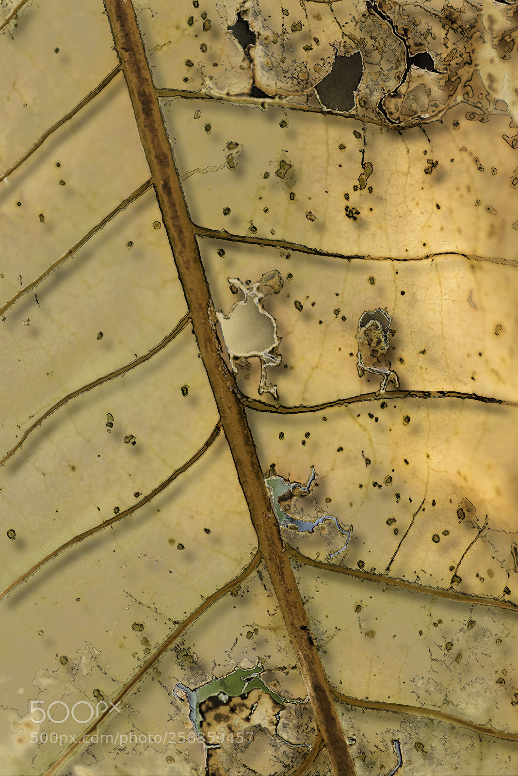 Nikon D600 sample photo. Leaf in relief photography