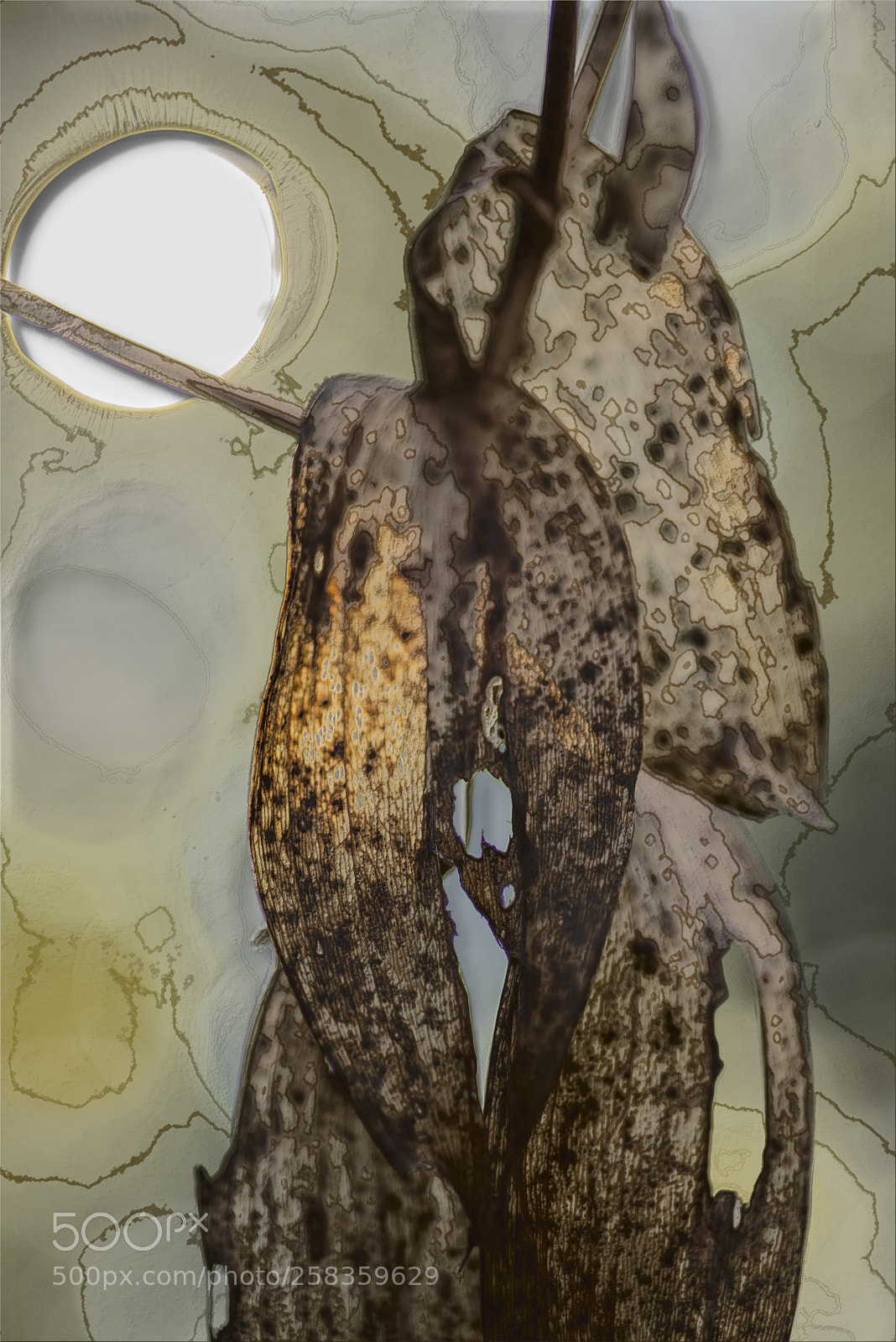 Nikon D600 sample photo. Broken leaf and sun photography