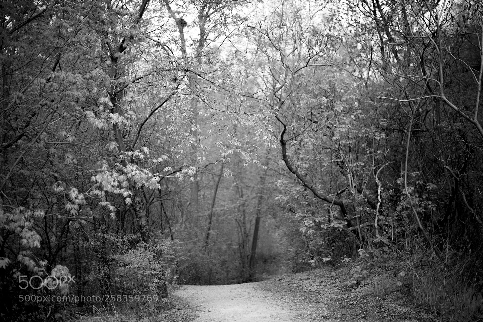Nikon D610 sample photo. Longing photography