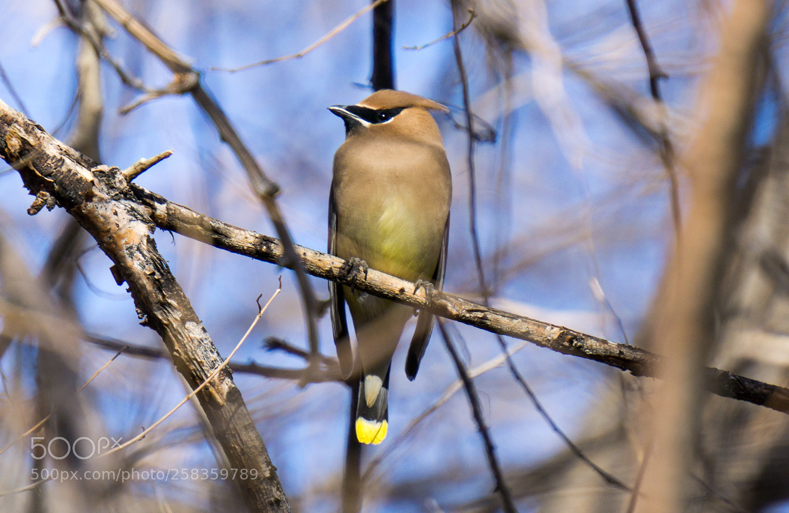 Sony a6000 sample photo. Waxwing photography