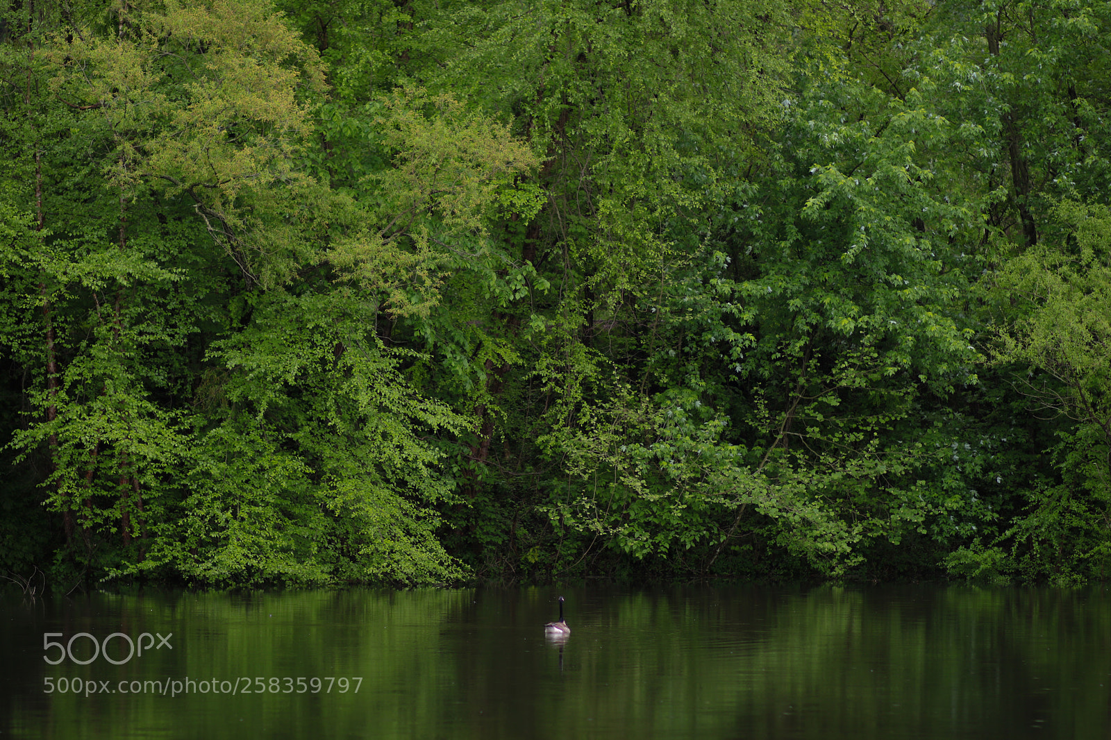 Canon EOS 750D (EOS Rebel T6i / EOS Kiss X8i) sample photo. Seeing green photography
