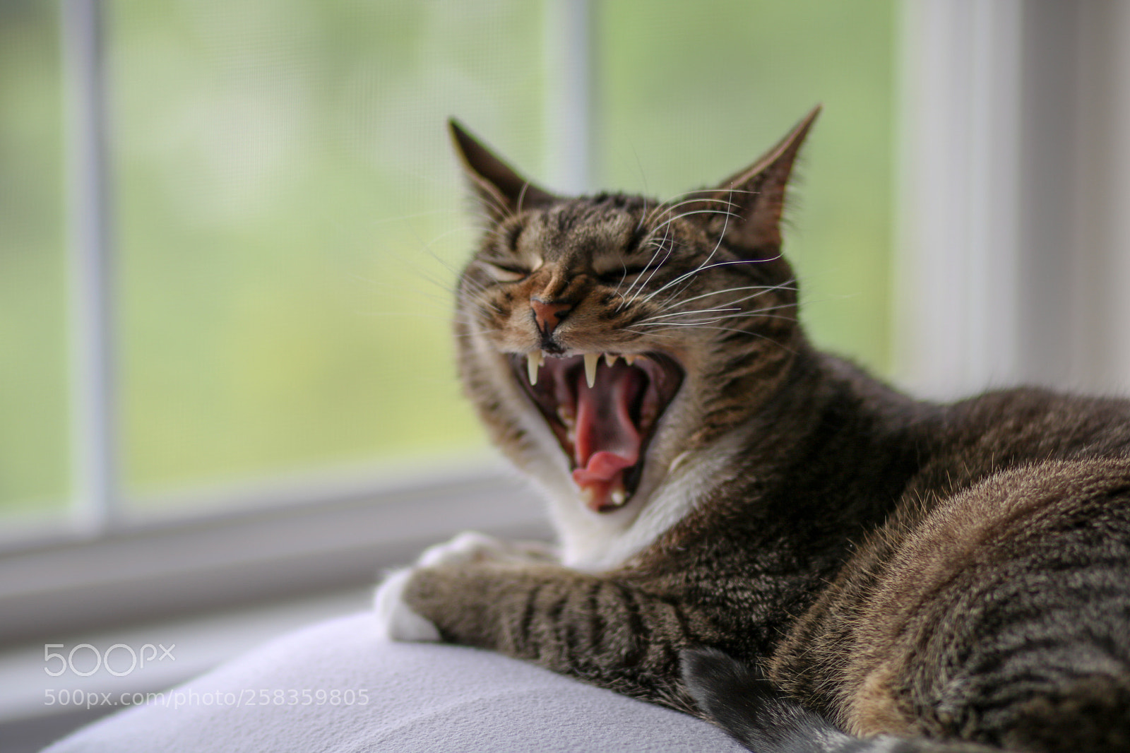Canon EOS 750D (EOS Rebel T6i / EOS Kiss X8i) sample photo. Yawn photography
