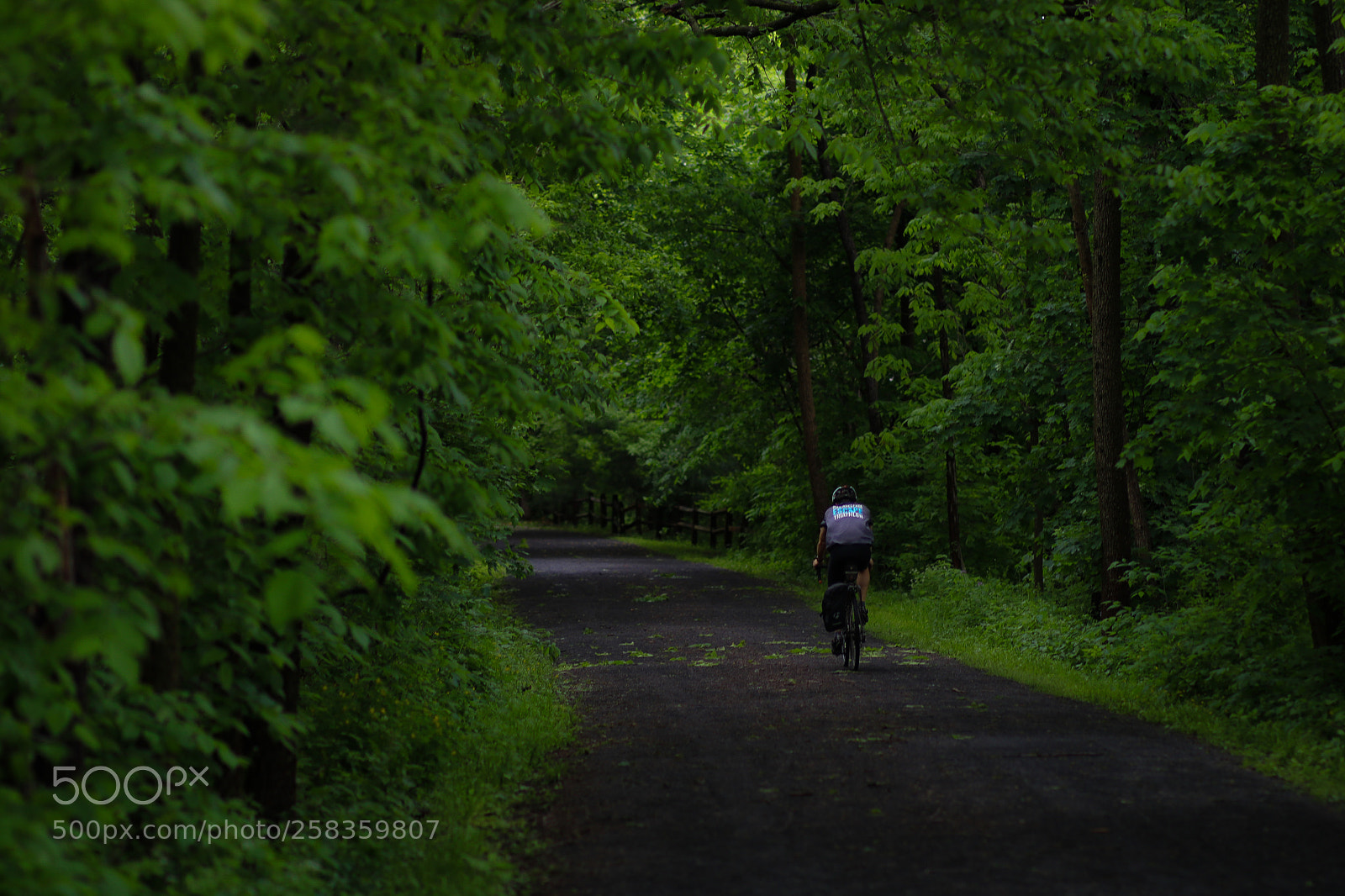 Canon EOS 750D (EOS Rebel T6i / EOS Kiss X8i) sample photo. Forrest trail photography