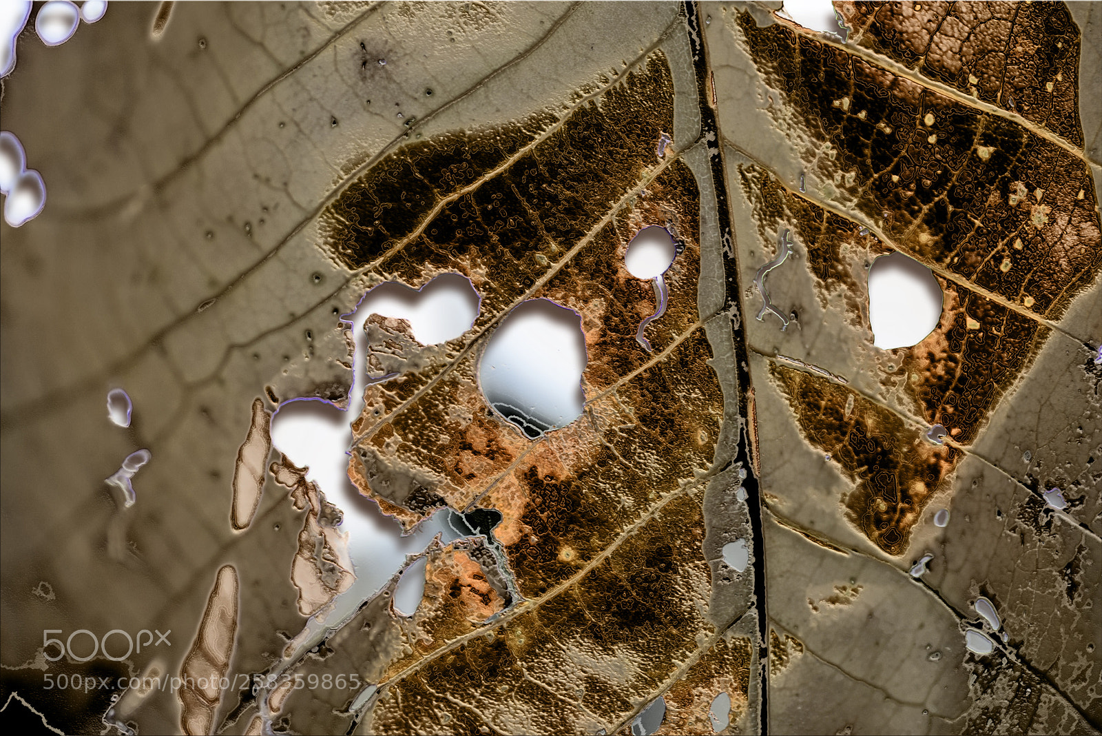 Nikon D600 sample photo. Leaf with holes photography