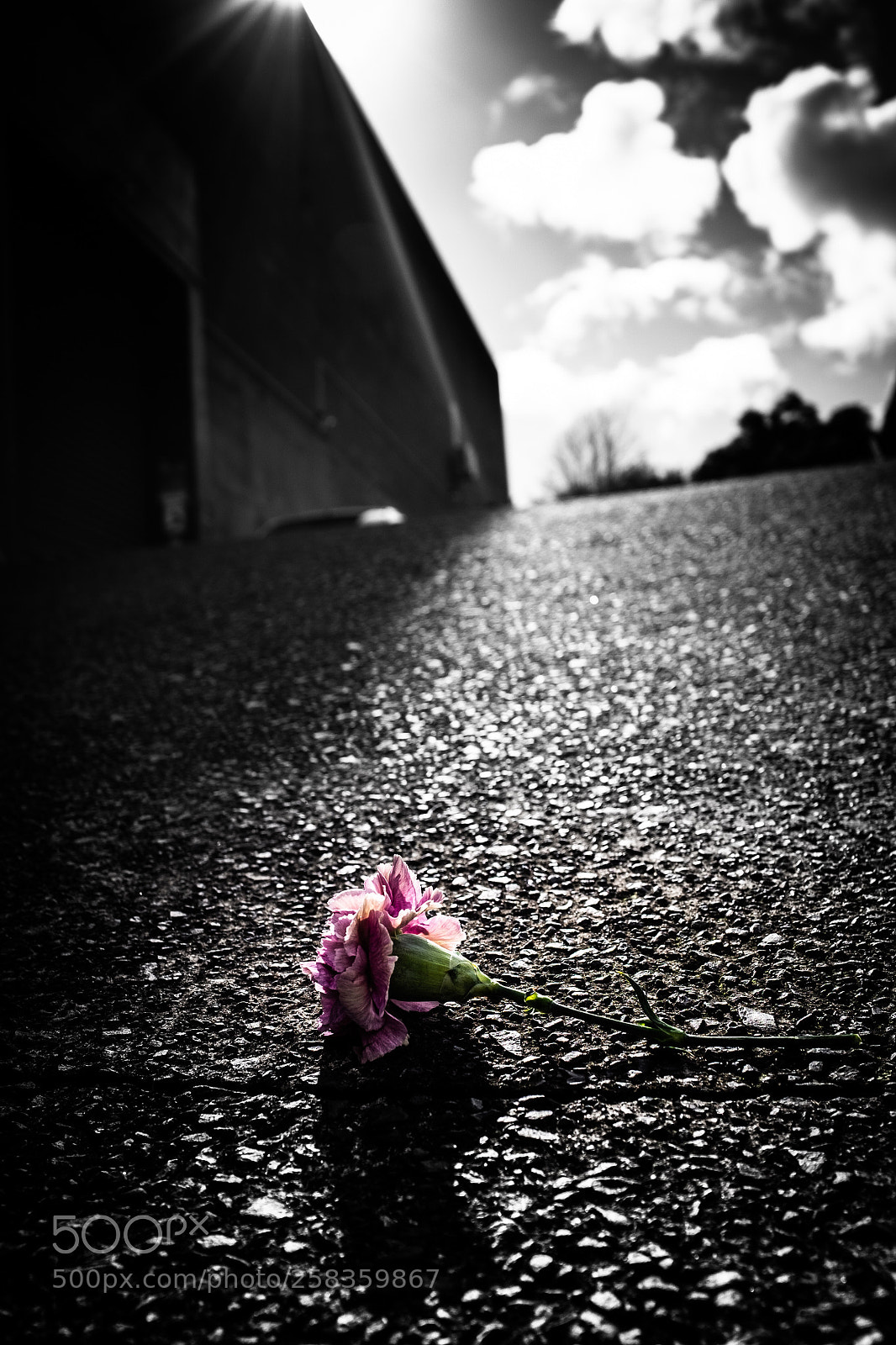 Fujifilm X100T sample photo. An abandoned carnation... photography
