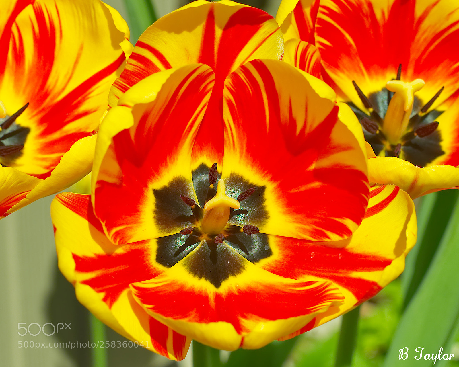Sony SLT-A57 sample photo. Bright spring tulip photography