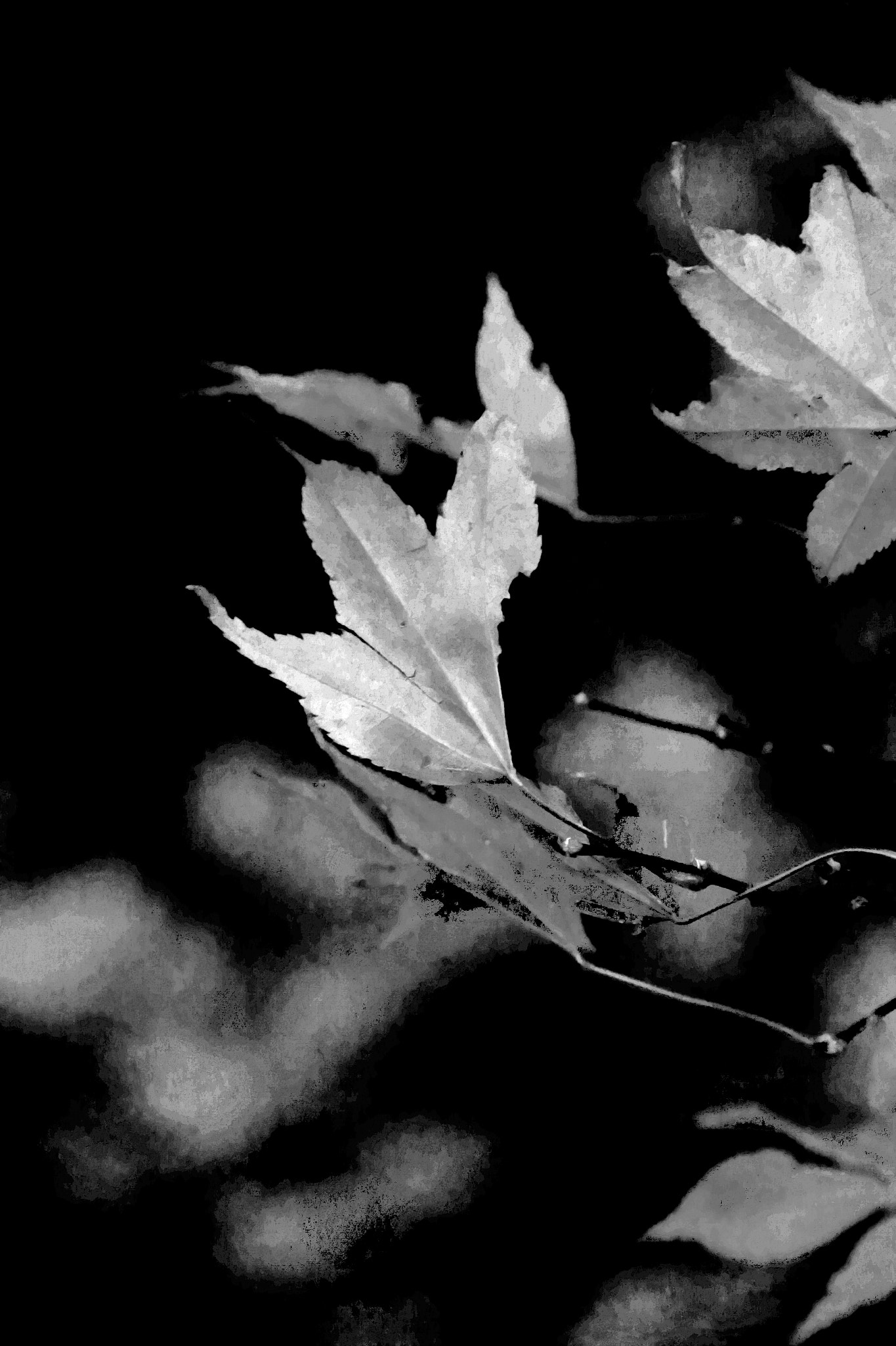 Tamron AF 18-270mm F3.5-6.3 Di II VC LD Aspherical (IF) MACRO sample photo. Autumn in monochrome photography