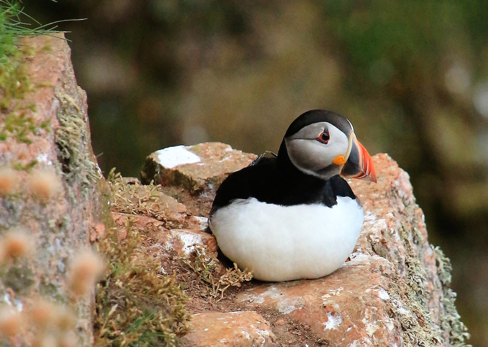 Canon EOS 650D (EOS Rebel T4i / EOS Kiss X6i) sample photo. Puffin photography