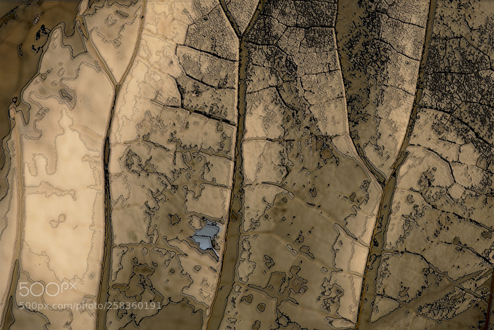 Nikon D600 sample photo. Leaf with charcoal relief photography