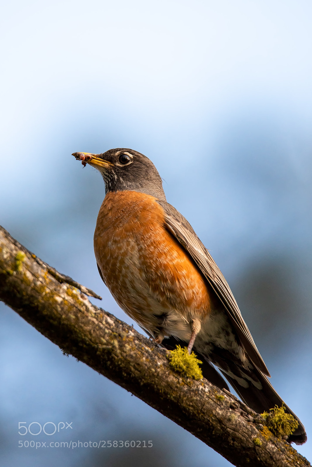 Nikon D810 sample photo. Reflective robin photography