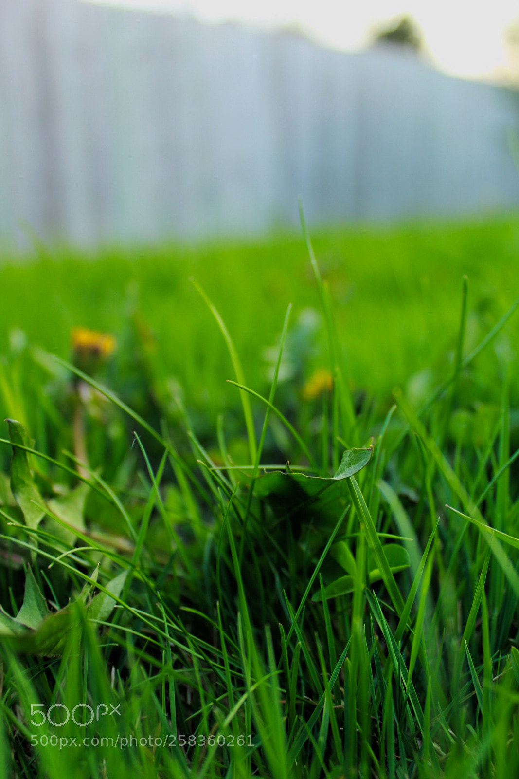 Canon EOS 1300D (EOS Rebel T6 / EOS Kiss X80) sample photo. Grass is so fresh!!!!!! photography