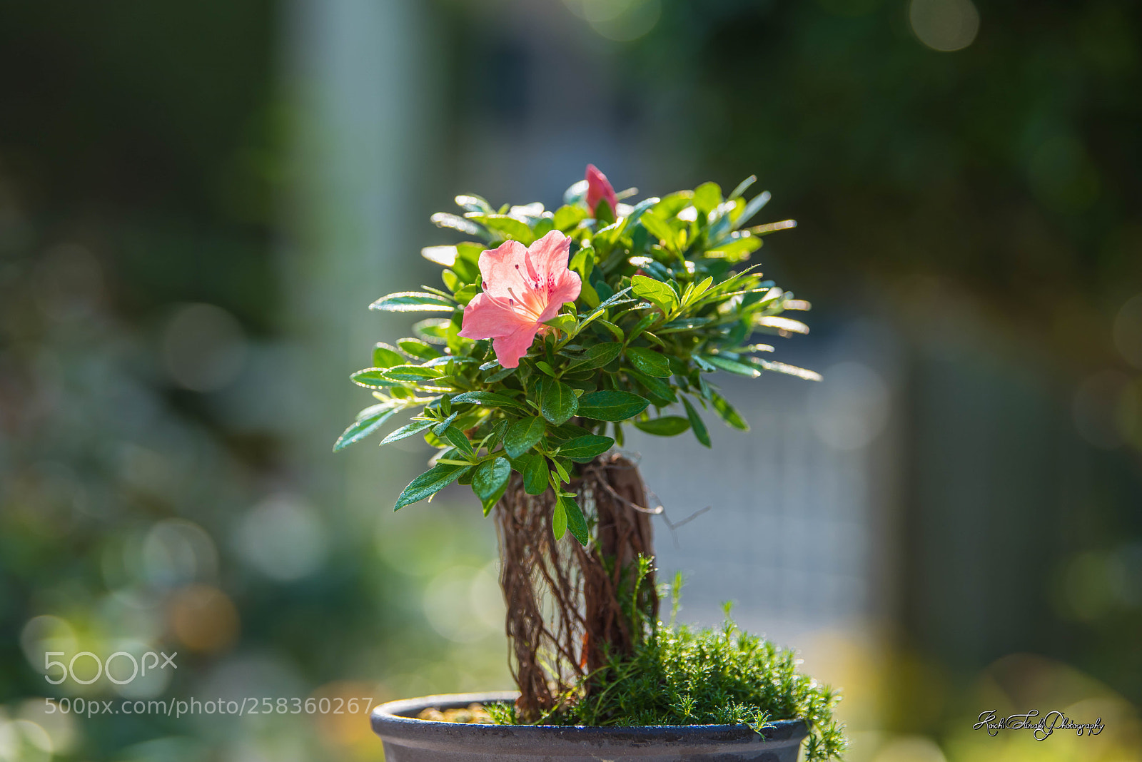 Nikon D810 sample photo. Japanese beauty photography