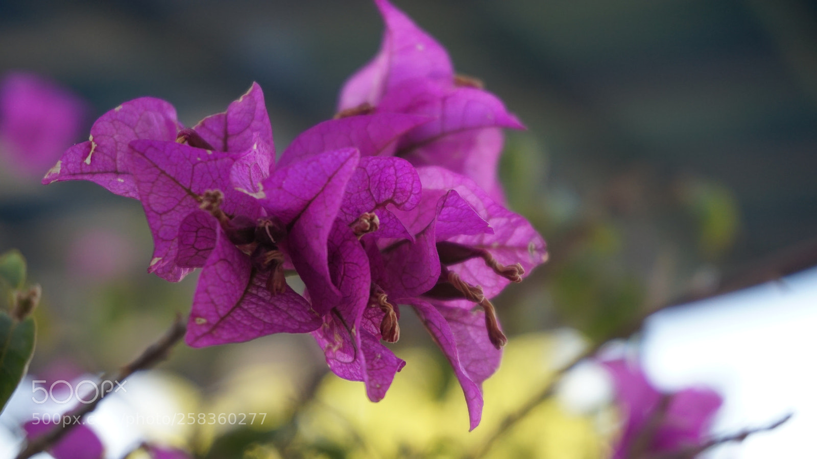 Sony a6000 sample photo. Purple nature photography