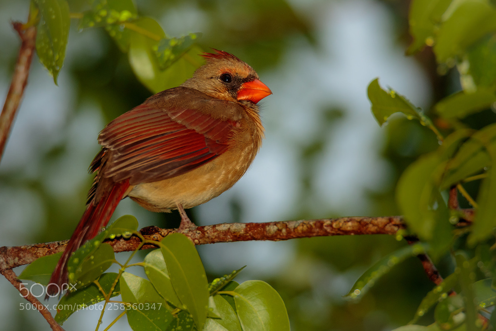 Canon EOS 7D Mark II sample photo. Youngling photography