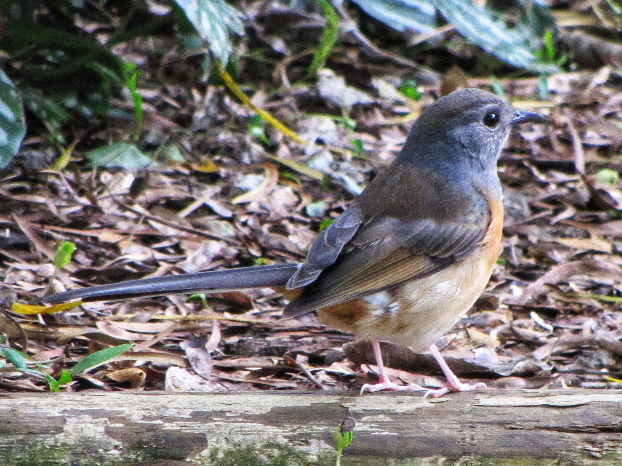 Canon PowerShot SX230 HS sample photo. White-rumped shama photography