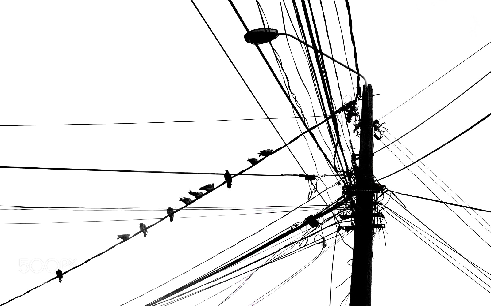 Nikon D7200 sample photo. Pingeons on lamppost photography