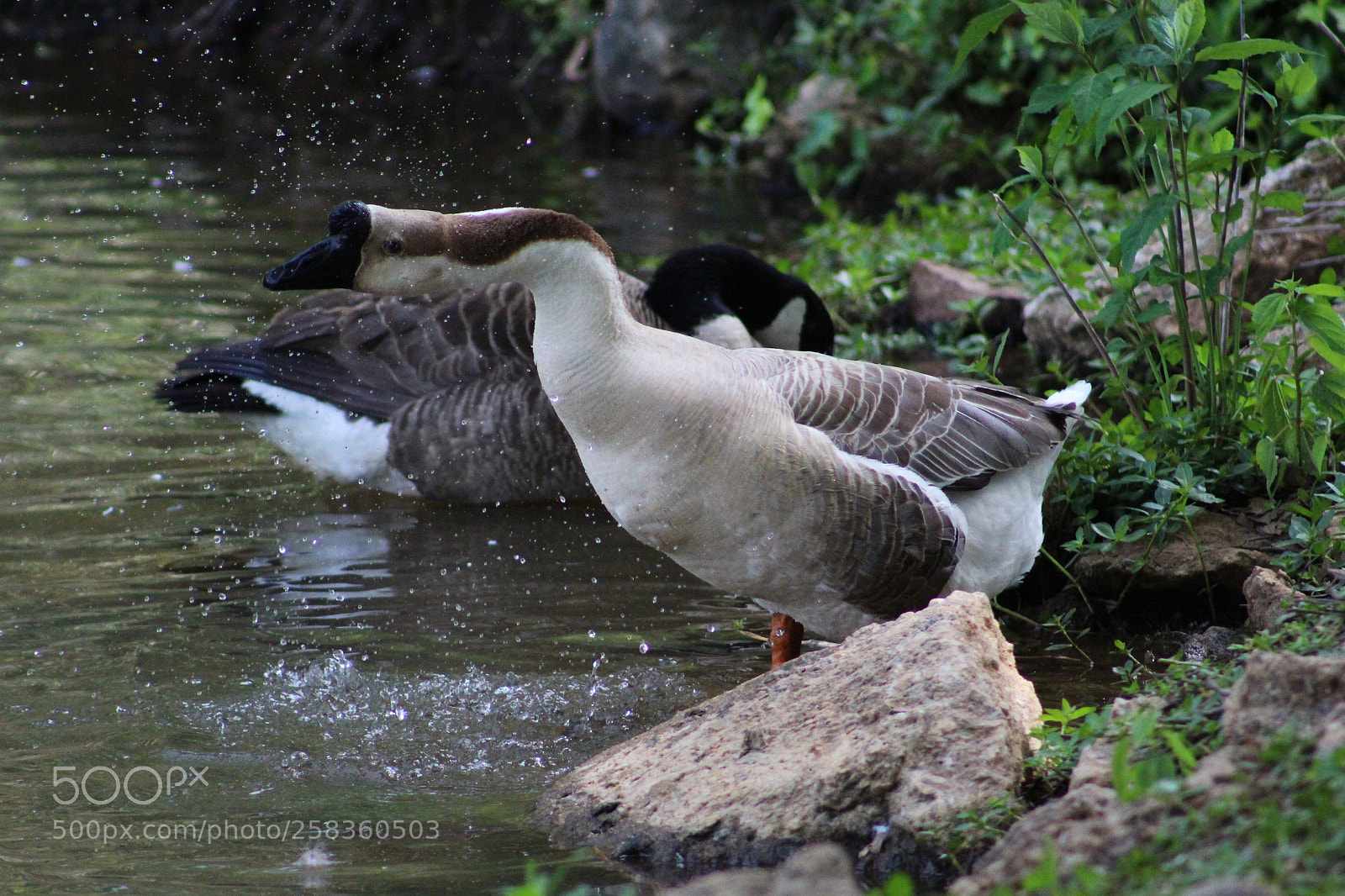 Canon EOS 1300D (EOS Rebel T6 / EOS Kiss X80) sample photo. Wet goose photography