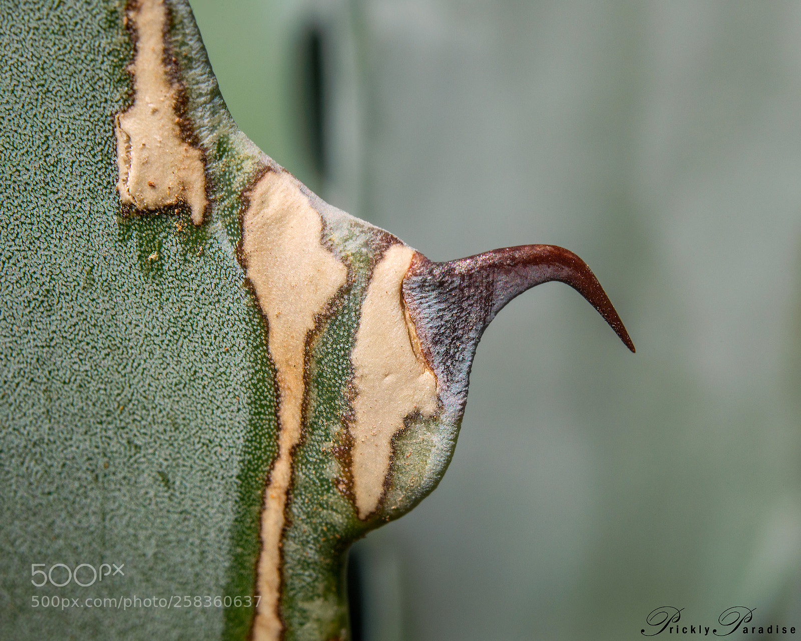 Nikon D800 sample photo. Prickly paradise - american photography