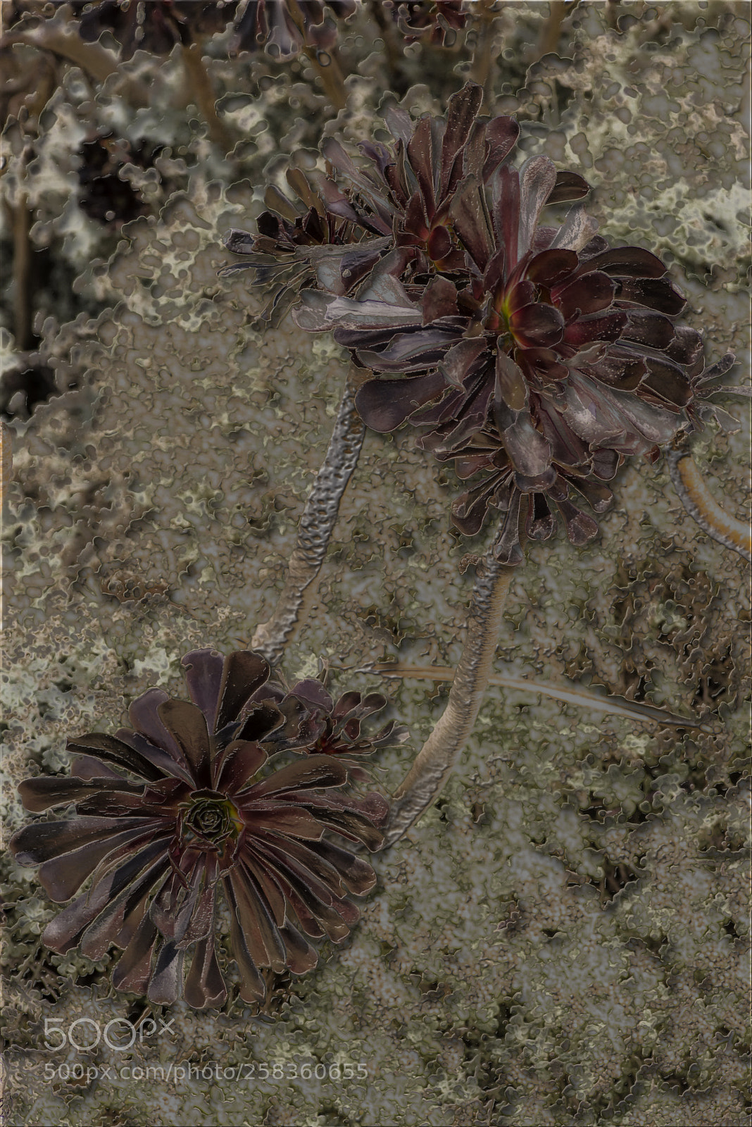 Nikon D600 sample photo. Purple flowers photography