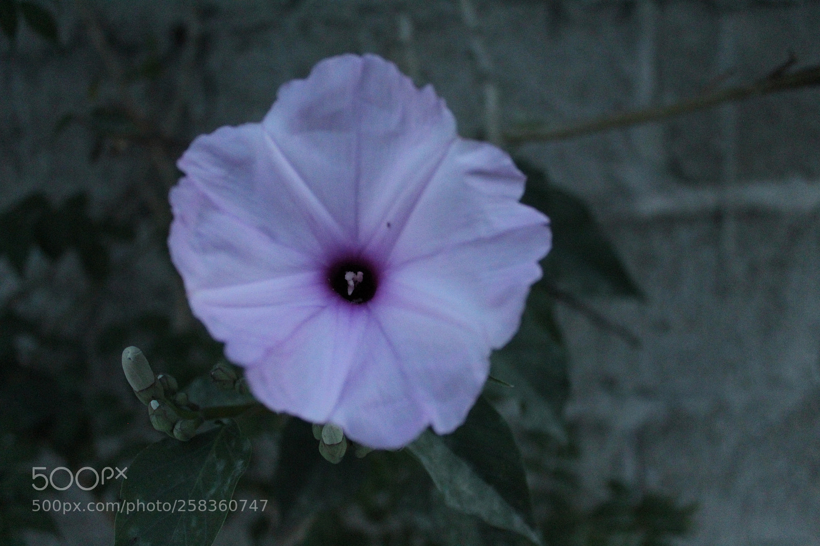 Canon EOS 1300D (EOS Rebel T6 / EOS Kiss X80) sample photo. [] photography