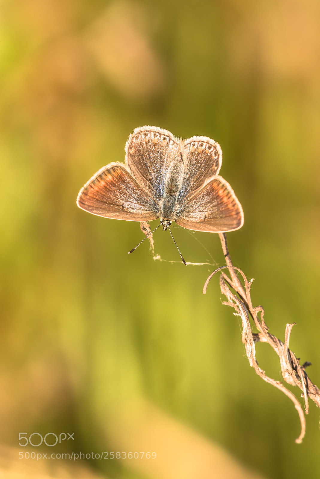Nikon D750 sample photo. Open wings photography