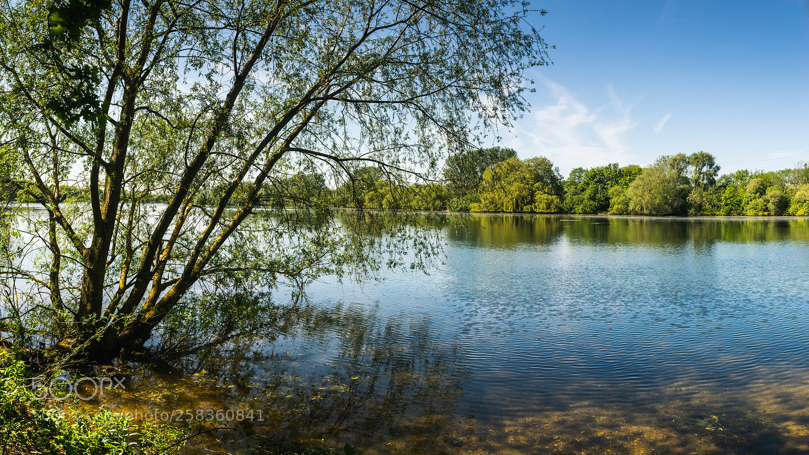Nikon D3300 sample photo. Lakeside tree photography