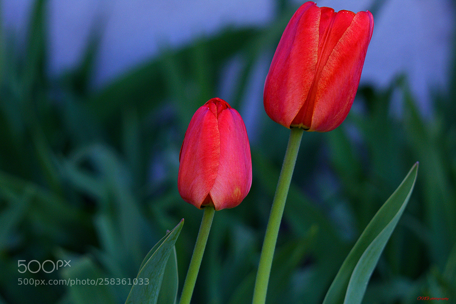 Nikon D7200 sample photo. Flores photography