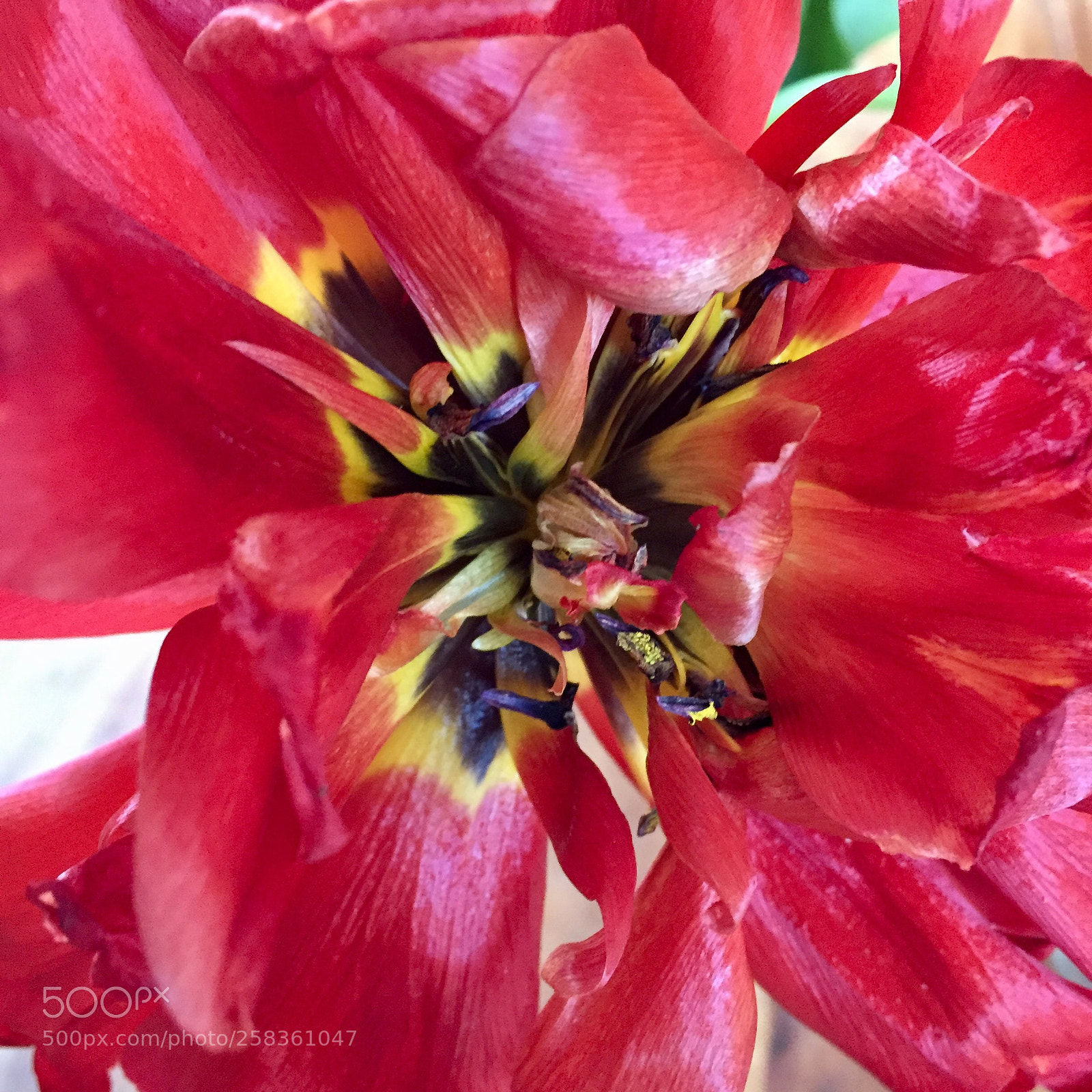 Apple iPhone 6 sample photo. Gorgeous red  photography