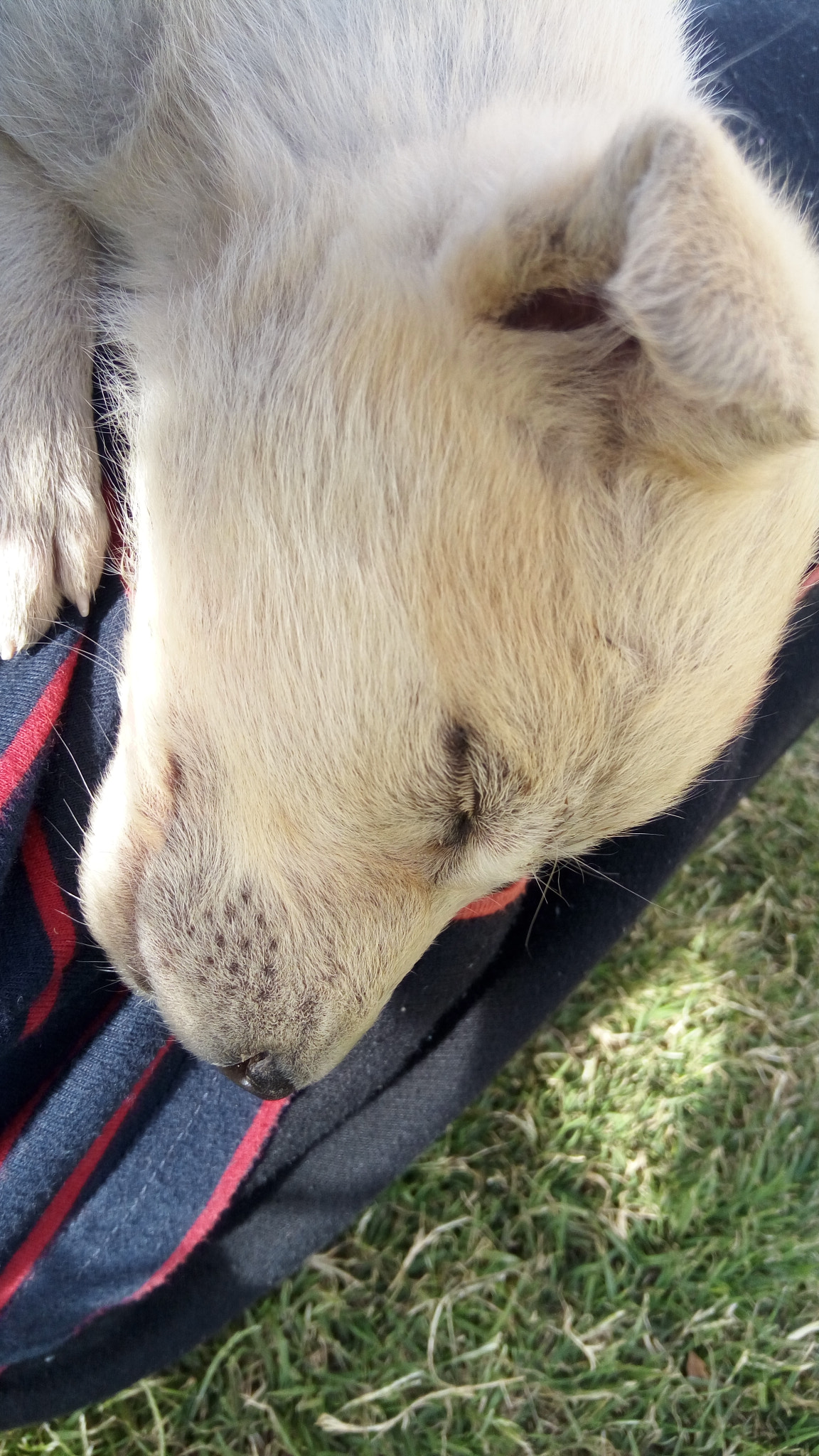 Lenovo VIBE X3 LITE sample photo