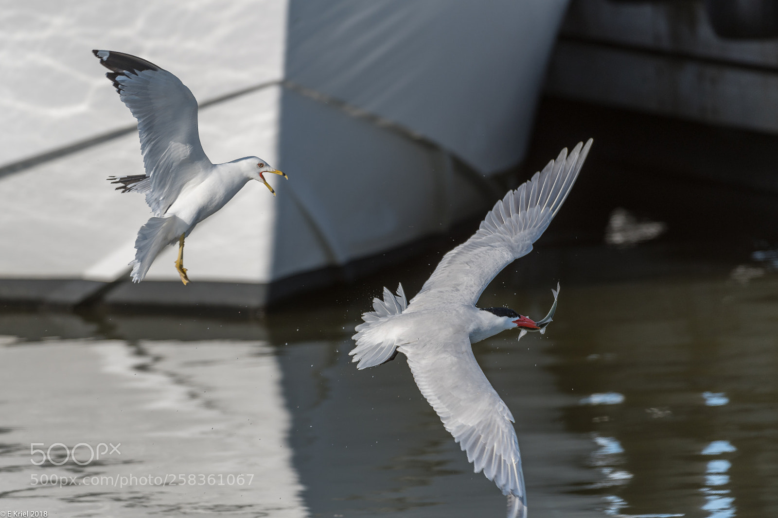 Nikon D500 sample photo. An afternoon by the photography