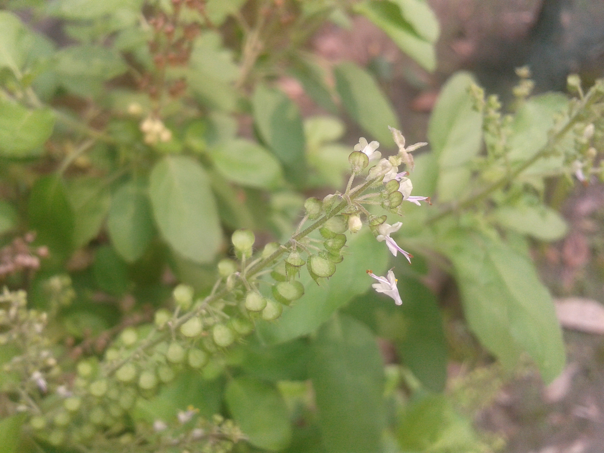 Samsung Galaxy Ace sample photo
