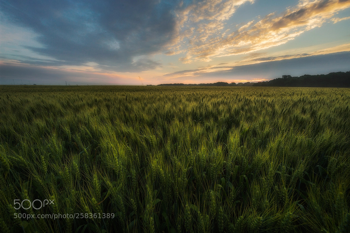 Canon EOS 6D sample photo. Wheat field photography