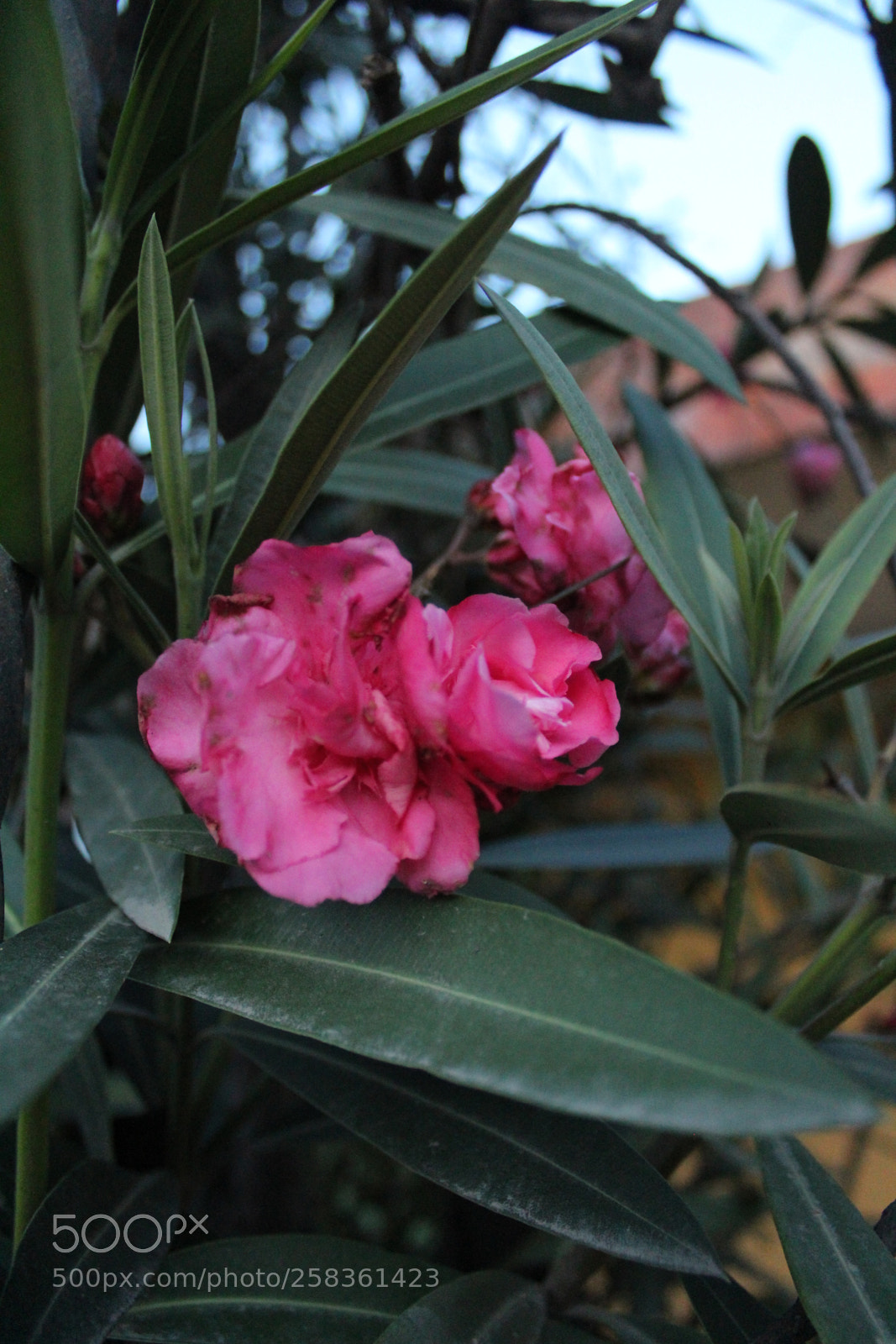 Canon EOS 1300D (EOS Rebel T6 / EOS Kiss X80) sample photo. [] photography