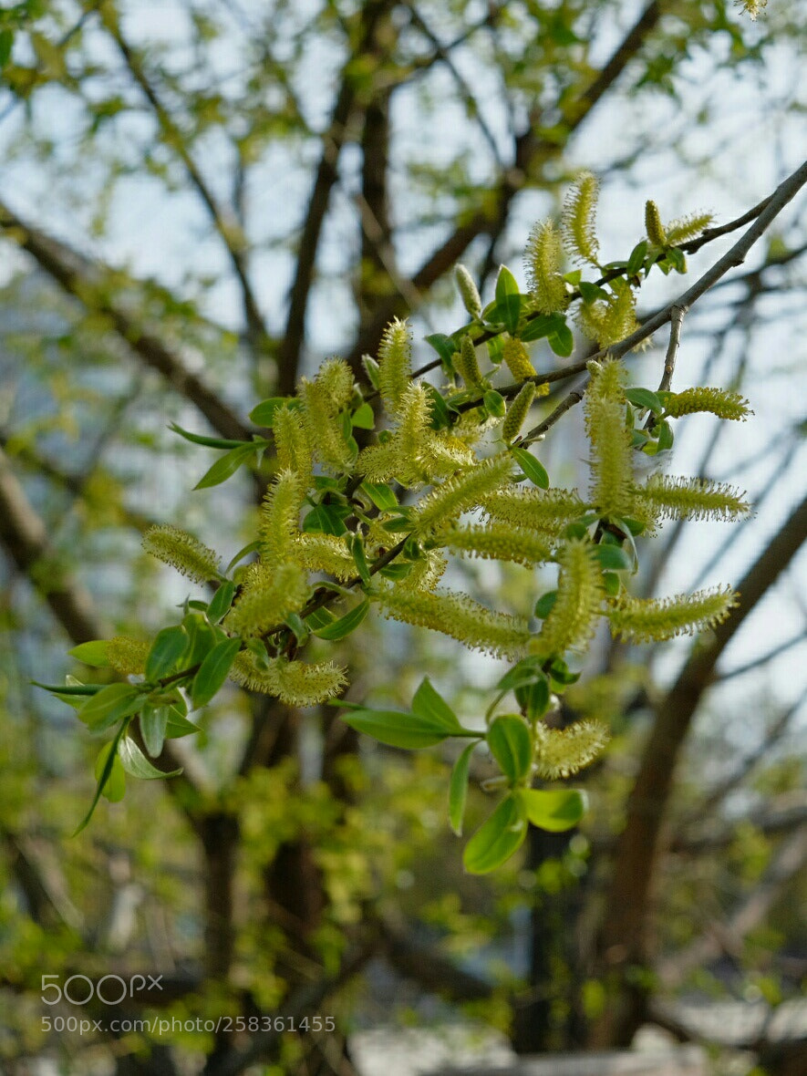 Fujifilm X-M1 sample photo. May kittens photography