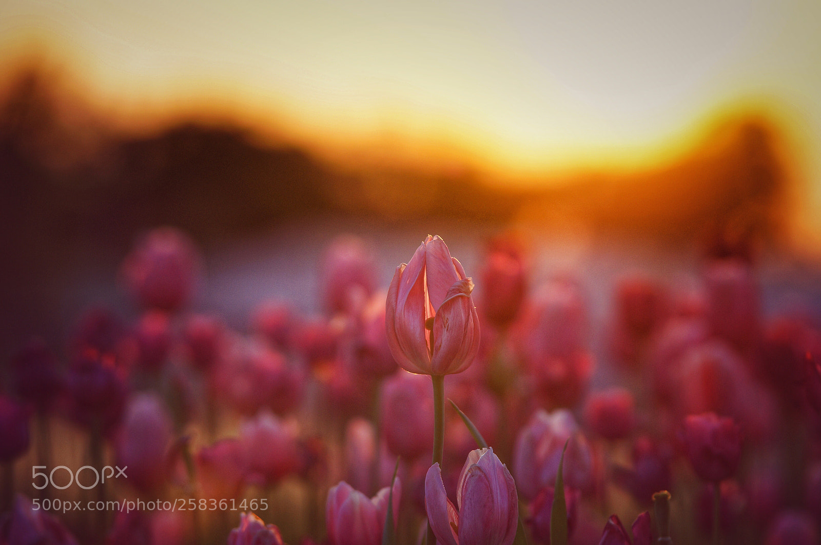 Sony SLT-A57 sample photo. Tulips at minnetrista photography