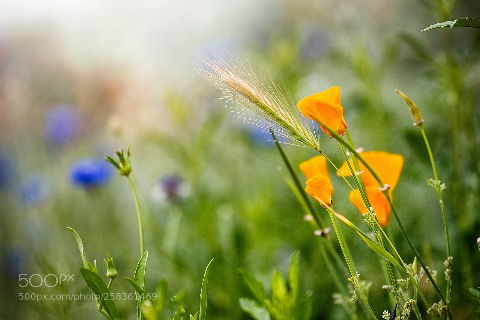 Nikon D750 sample photo. Magical garden photography