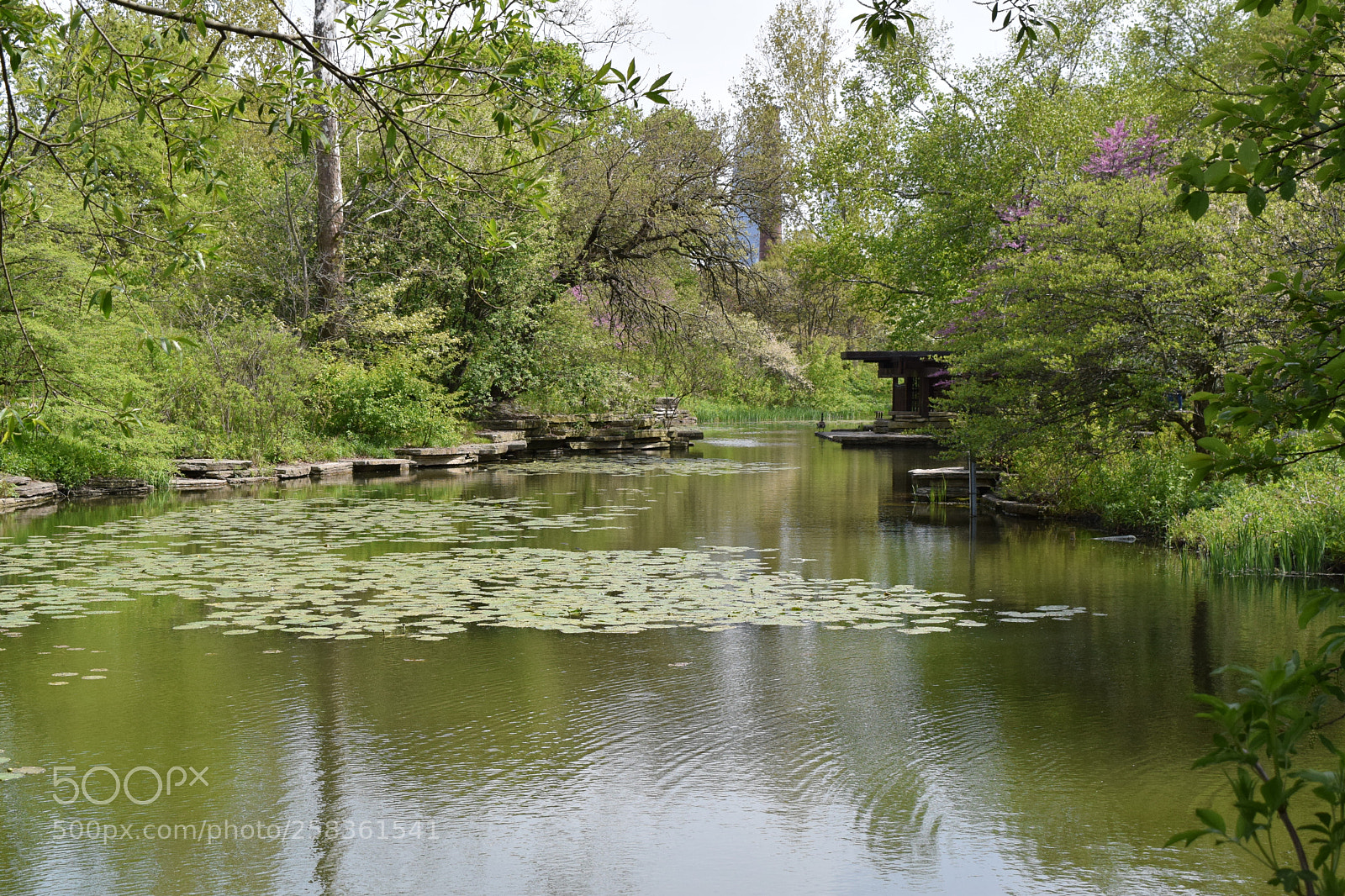Nikon D3300 sample photo. Lily pond photography