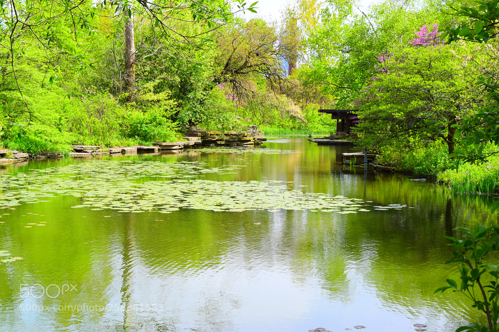 Nikon D3300 sample photo. Lily pond with intense photography